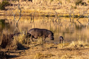 Pilanesberg Hippos