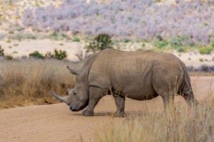 Pilanesberg Rhino Nashorn
