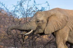 Elefant im Pilanesberg Nationalpark
