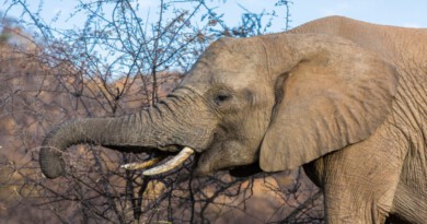 Elefant im Pilanesberg Nationalpark