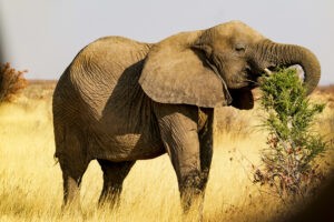 etosha nationalpark
