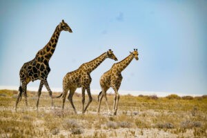 etosha nationalpark giraffe