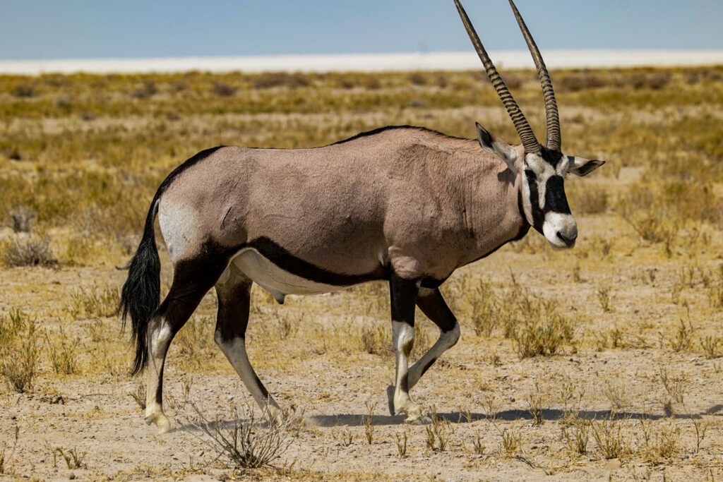 etosha oryx antilope