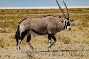 etosha nationalpark oryx antilope
