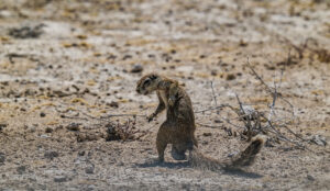 Erdmännchen etosha