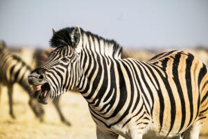 zebra etosha