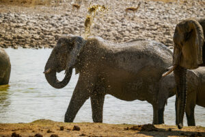etosha nationalpark okaukuejo