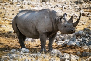 etosha Nashorn okaukuejo