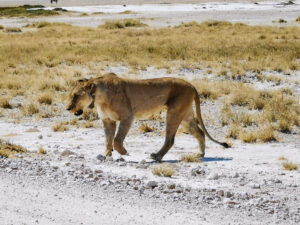 Löwe etosha