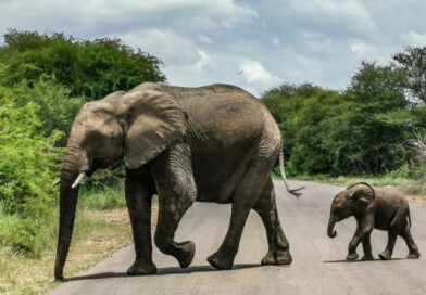 Krüger Nationalpark – Safari Tipps für den berühmtesten Park Südafrikas