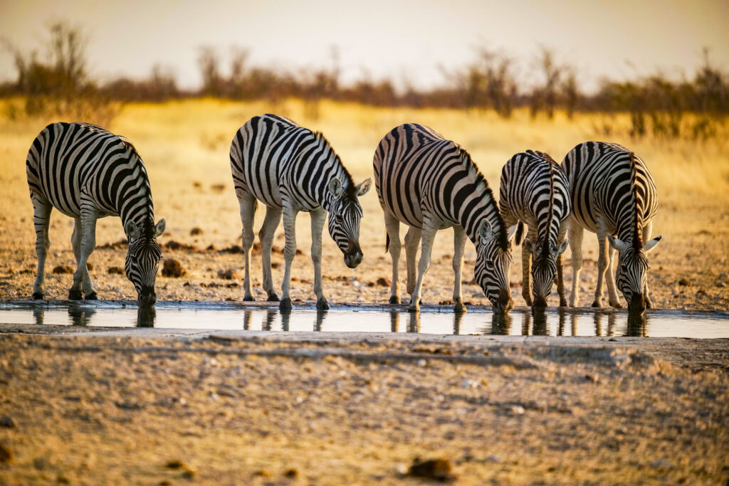 Zebras im Etosha Namibia Sehenswürdigkeiten