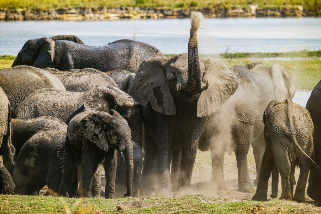 Caprivi Elefanten Buffalo Park Namibia Sehenswürdigkeiten