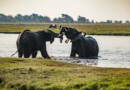 Chobe Nationalpark in Botswana – Tipps für Selbstfahrer im Elefantenparadies