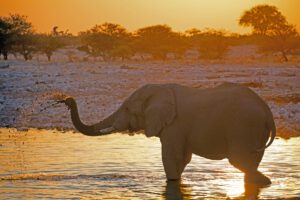 Ein Elefant im Khaudum Nationalpark