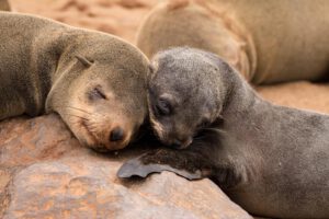 Cape Cross Seal Reserve