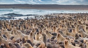 Cape Cross Seal Reserve