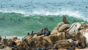 Cape Cross Seal Reserve